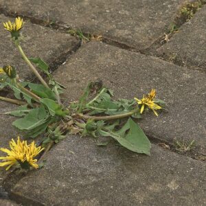 Resiliencia Personal: Diseño de mi Paisaje Interior (mini-curso)